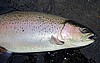 Missour River Rainbow