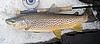 Missouri River Brown Trout